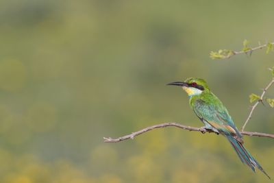 Close-up of bird perching on branch