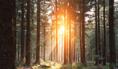 Sunlight streaming through trees in forest