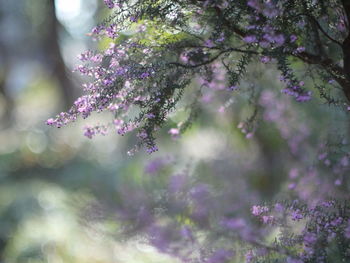 Close-up of cherry blossom tree