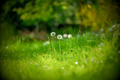 Close-up of wet grass on field