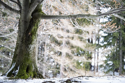 Scenic view of forest