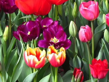 Close-up of multi colored tulips