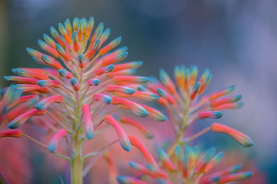 Close-up of orange flowers blooming outdoors