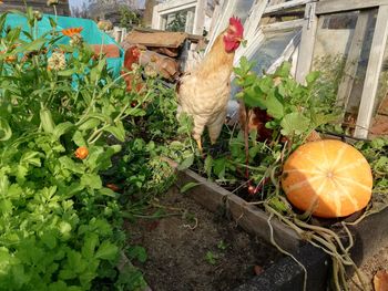 View of pumpkins in garden