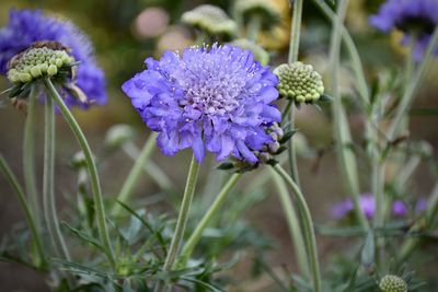 Close-up of purple flowering plant on field