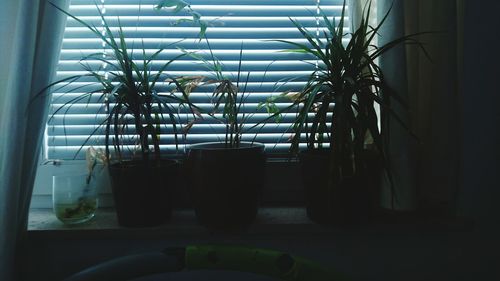 Potted plants on window at home