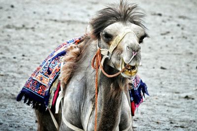 Portrait of horse on sand