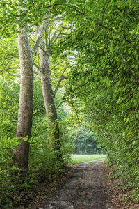 Trees in forest