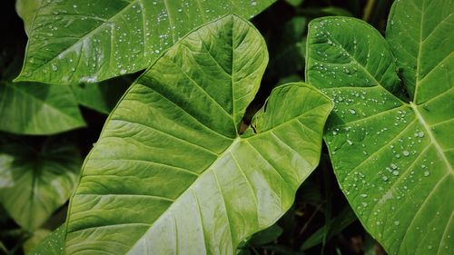 Close-up of raindrops on leaves