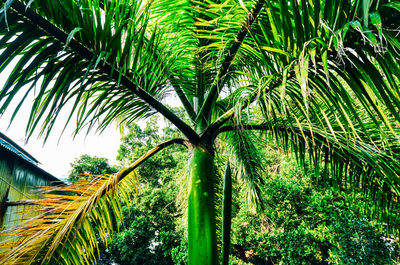 Low angle view of tree