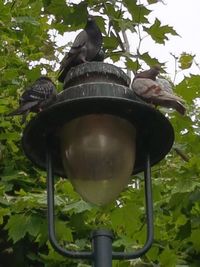 Close-up of bird perching on feeder