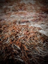 Full frame shot of hay