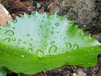 Close-up of raindrops on leaves