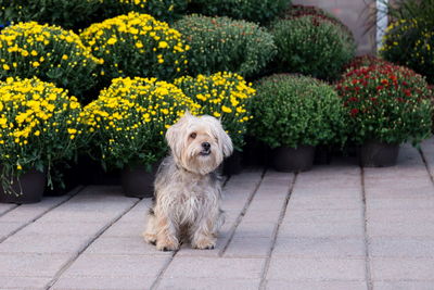 Portrait of dog on footpath