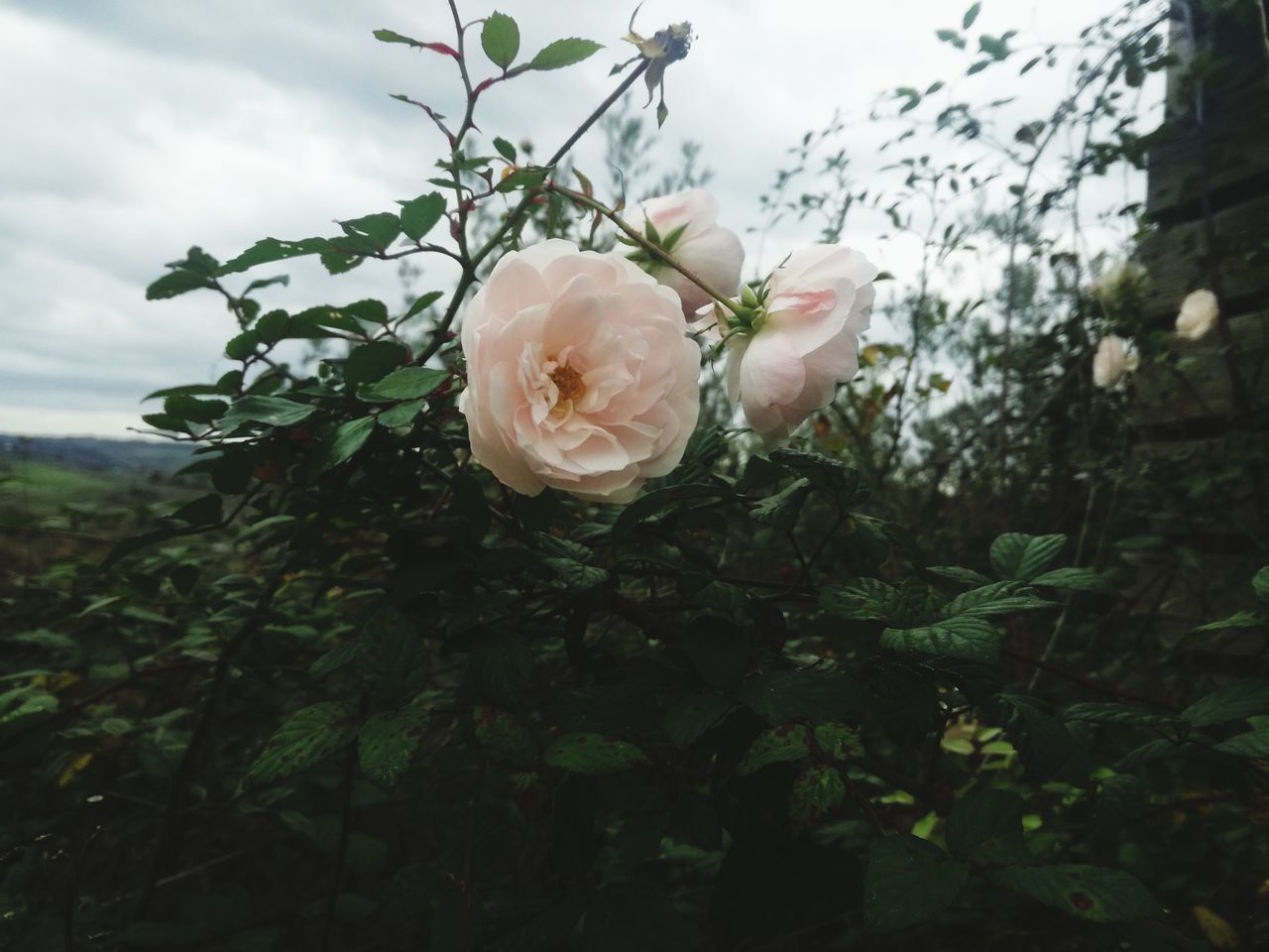 CLOSE-UP OF ROSE AGAINST WHITE ROSES