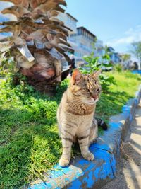 Cat sitting on field