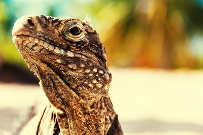 Close-up of lizard