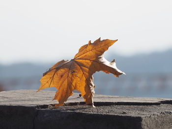 Close-up of autumn leaf on water