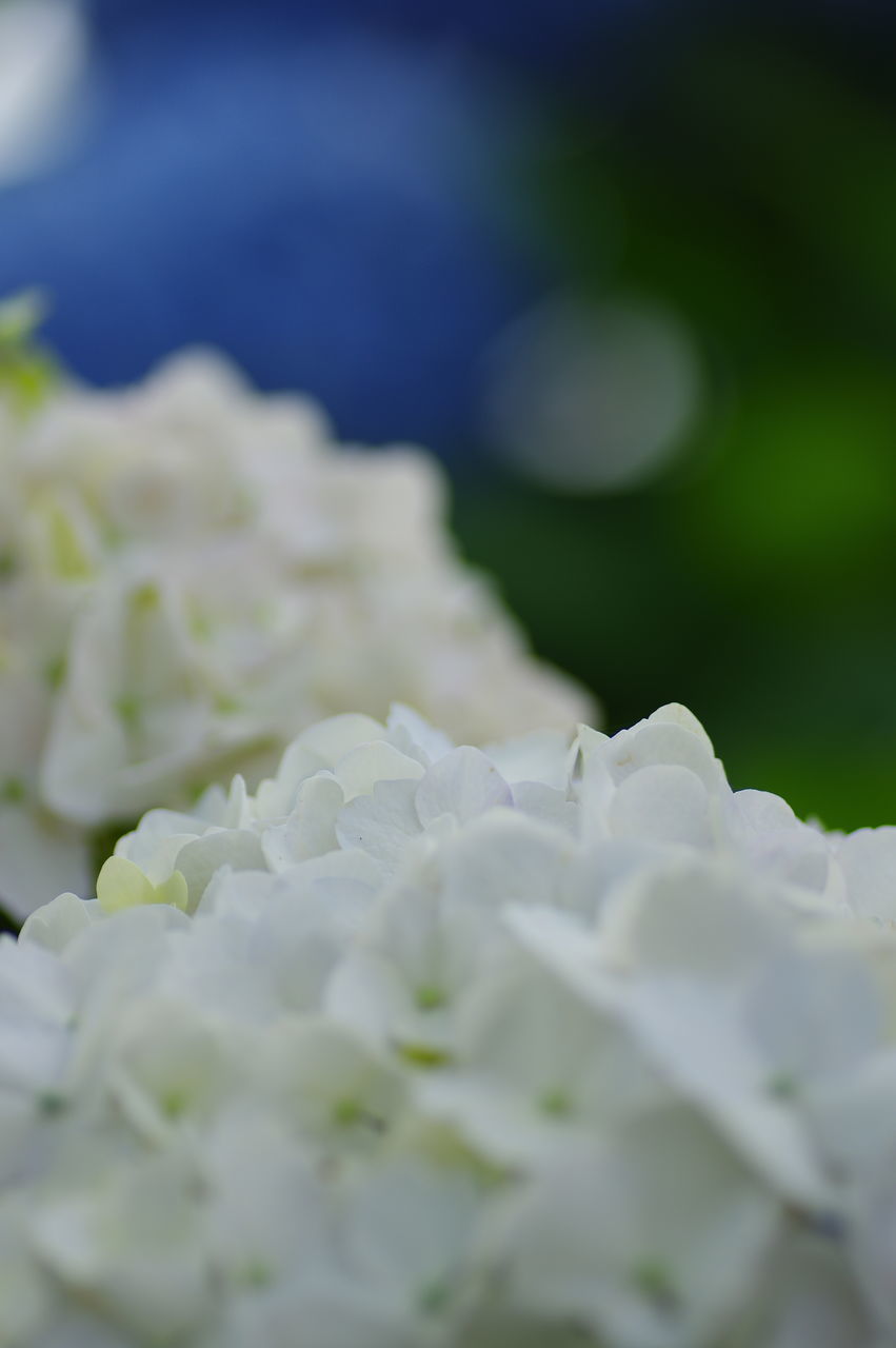 FULL FRAME SHOT OF WHITE FLOWERING PLANT