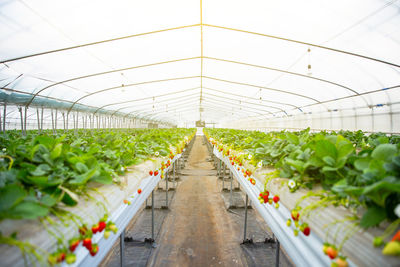 Panoramic view of vegetables in greenhouse