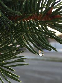 Close-up of palm leaves