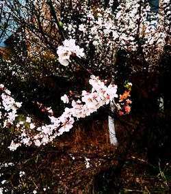 Pink flowers on tree