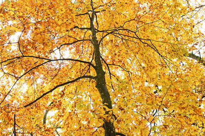 Low angle view of autumnal trees