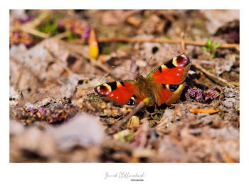 Close-up of butterfly on rock