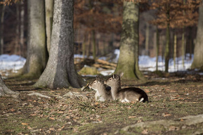 Squirrel on field