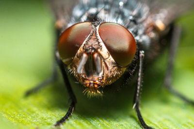 Close-up of insect