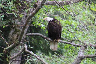 Low angle view of owl perching on tree