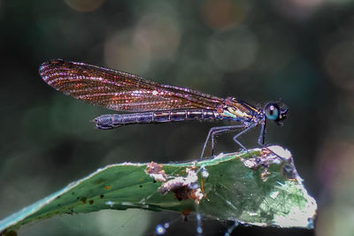 Close-up of dragonfly on leaf