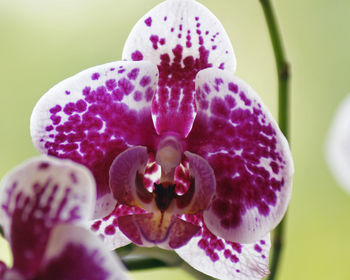 Close-up of pink orchid blooming