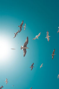 Birds flying against blue sky