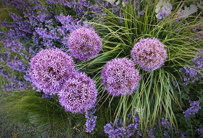 High angle view of purple flowering plant on field