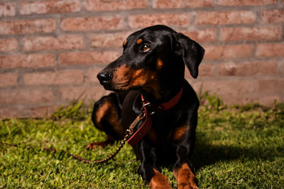 Black dog looking away on wall