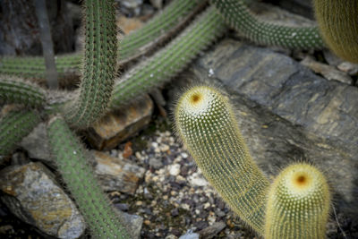 Close-up of succulent plant