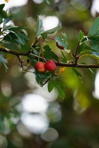 Low angle view of fruit growing on tree