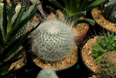 Close-up of succulent plant