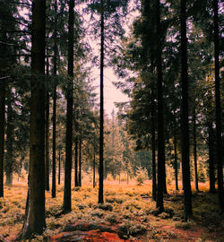 Trees in forest during autumn