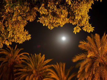 Low angle view of trees against sky at night