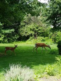 Deer on field in forest