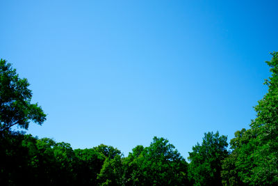 Low angle view of trees against clear blue sky