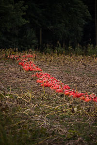 Close-up of red berries on land