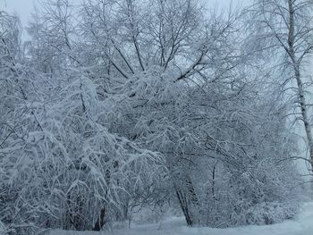 Frozen bare tree during winter