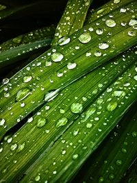 Close-up of water drops on leaves