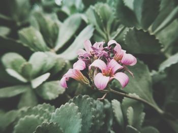 Close-up of pink flowering plant