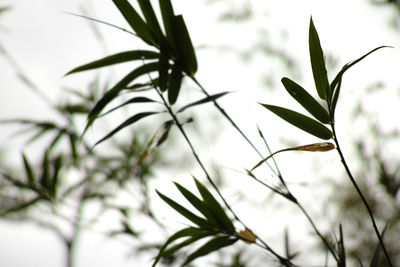 Close-up of plant against blurred background