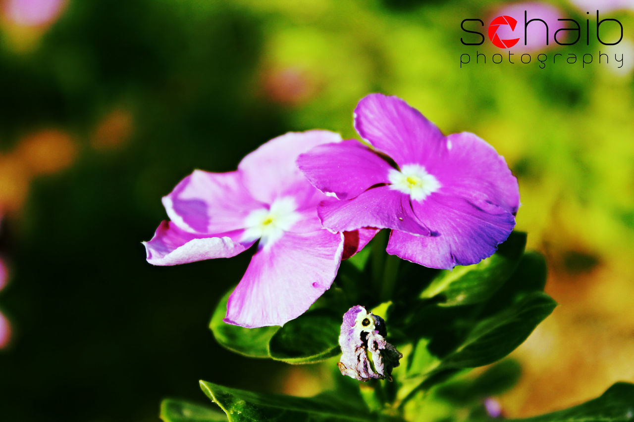 flower, petal, freshness, flower head, fragility, purple, beauty in nature, close-up, growth, focus on foreground, blooming, nature, plant, in bloom, day, no people, outdoors, park - man made space, selective focus, stamen