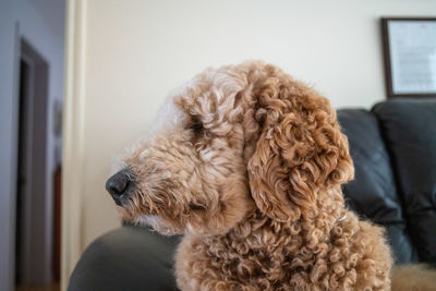 Close-up of a dog looking away